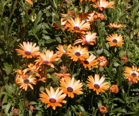 Orange daisy flower Stock Photo