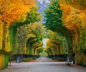 Park Curved trees Stock Photo