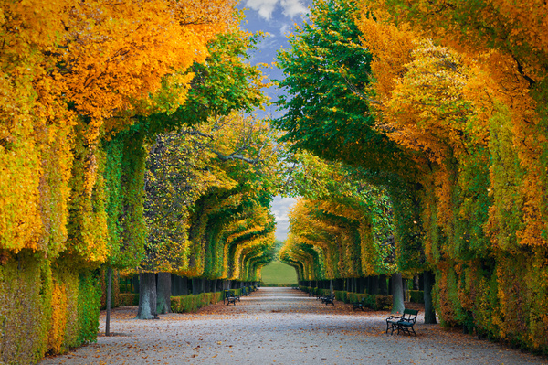 Park Curved trees Stock Photo