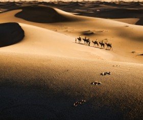 People in the desert experience camel travel Stock Photo 07