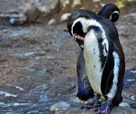 Polar penguin Stock Photo