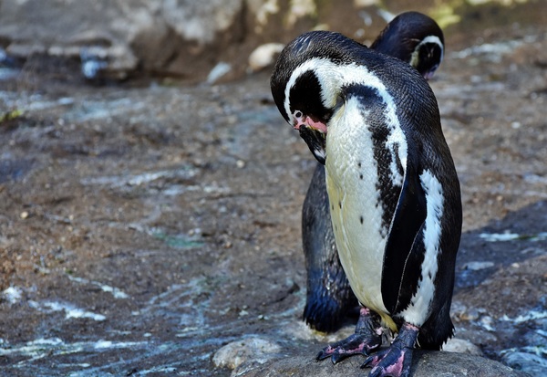 Polar penguin Stock Photo