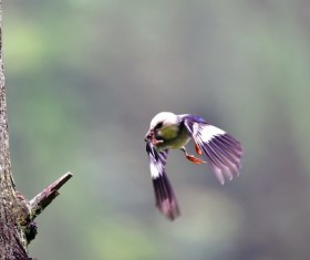 Pretty red-billed starling Stock Photo