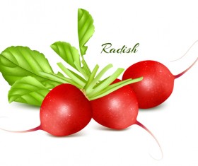 Radish vector illustration