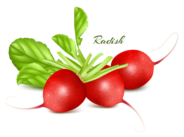 Radish vector illustration