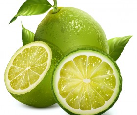 Realistic green citrus illustration vector 02
