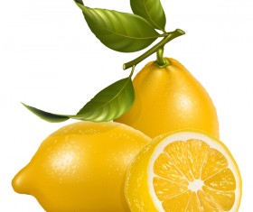 Realistic lemon illustration vector set 01