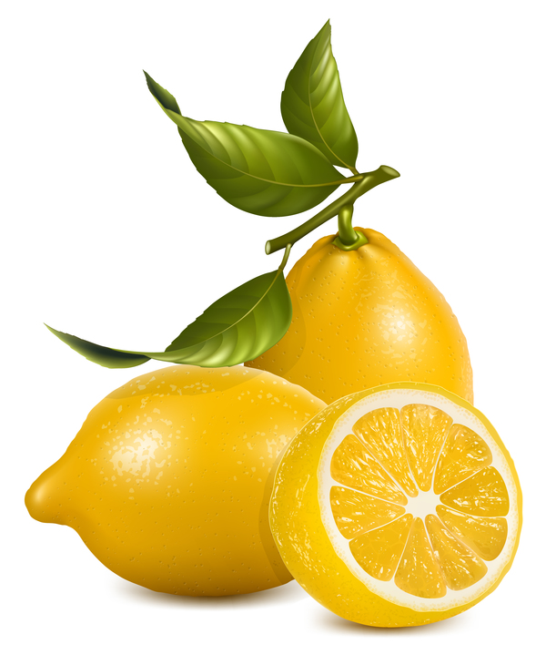 Realistic lemon illustration vector set 01