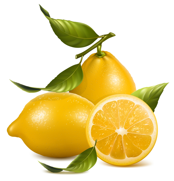 Realistic lemon illustration vector set 02