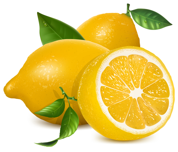 Realistic lemon illustration vector set 03