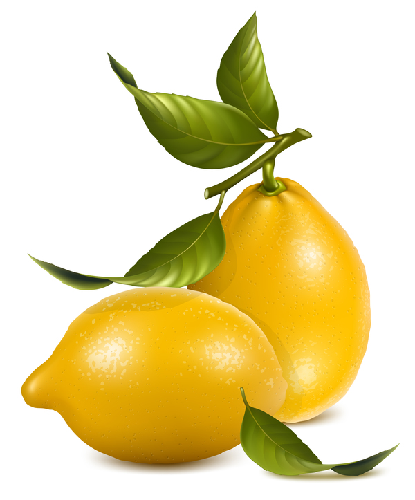 Realistic lemon illustration vector set 04