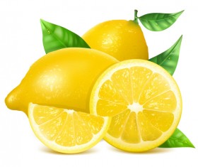 Realistic lemon illustration vector set 05