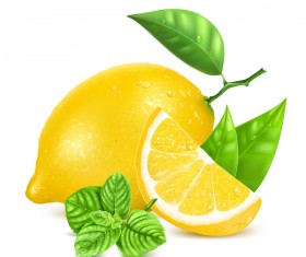 Realistic lemon illustration vector set 06