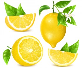 Realistic lemon illustration vector set 07