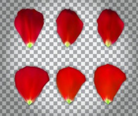 Red flower petal illustration vector 01