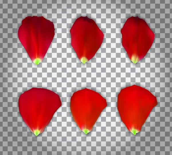 Red flower petal illustration vector 01