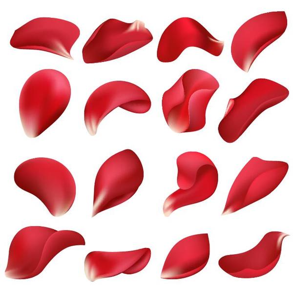 Red flower petal illustration vector 02