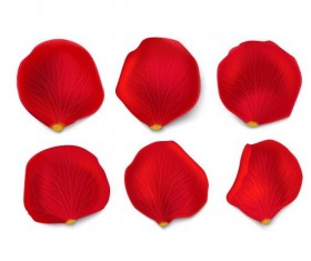 Red flower petal illustration vector 03