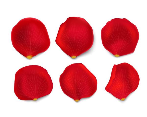 Red flower petal illustration vector 03