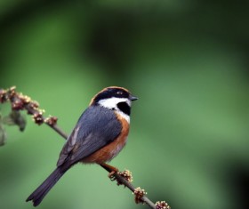 Red-headed long-tailed tit Stock Photo