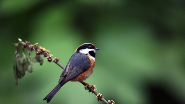 Red-headed long-tailed tit Stock Photo