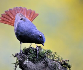 Rhyacornis fuliginosus Stock Photo