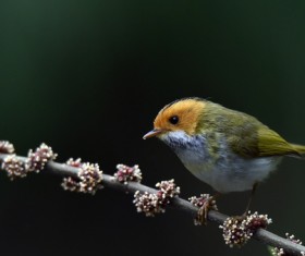 Rufous-faced Warbler Stock Photo