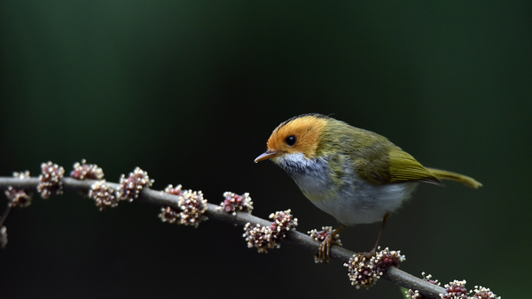 Rufous-faced Warbler Stock Photo