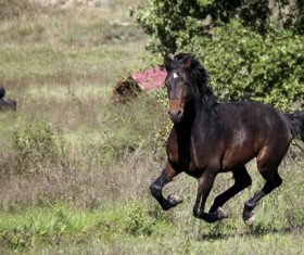 Running prairie horse Stock Photo