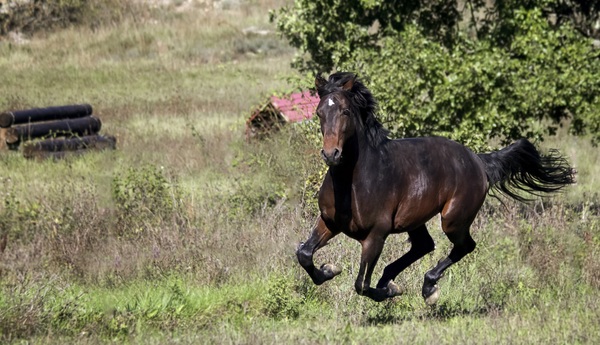 Running prairie horse Stock Photo
