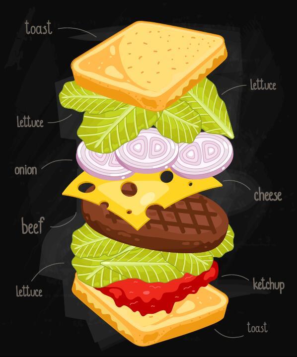 Sandwich ingredients infographic vector 05