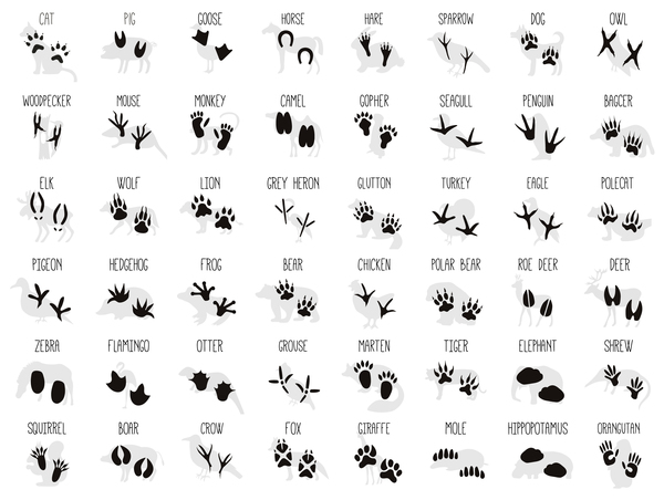 Set of animals footprint vectors