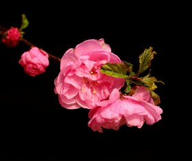 Small pink flowering plum Stock Photo
