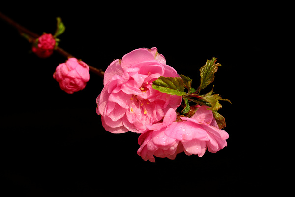 Small pink flowering plum Stock Photo