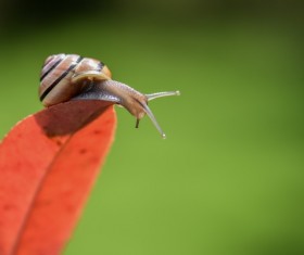 Small snail HD closeup Stock Photo