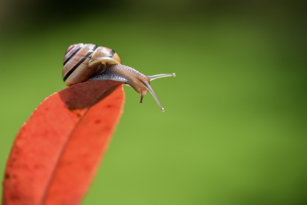 Small snail HD closeup Stock Photo
