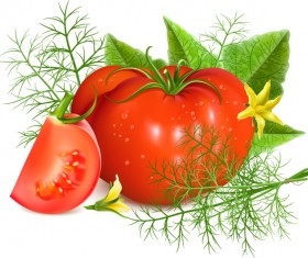 Tomato with yellow flower vector 01