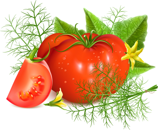 Tomato with yellow flower vector 01