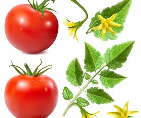 Tomato with yellow flower vector 02