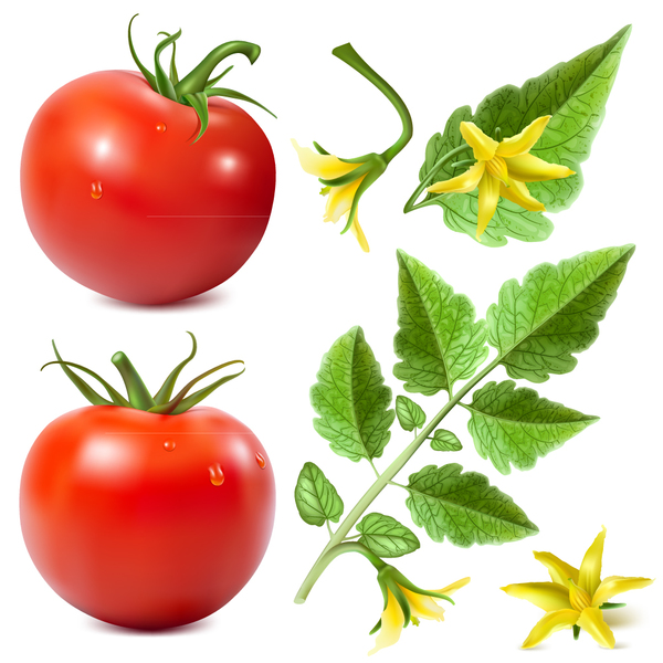Tomato with yellow flower vector 02