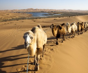Tuareg Desert Caravan Stock Photo 01