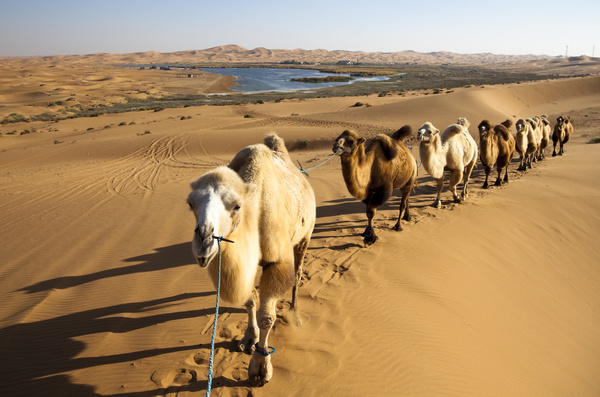 Tuareg Desert Caravan Stock Photo 01