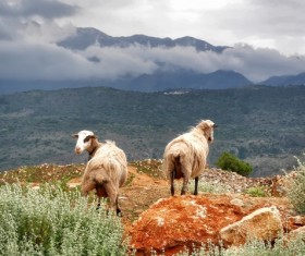 Two goats on the plateau Stock Photo