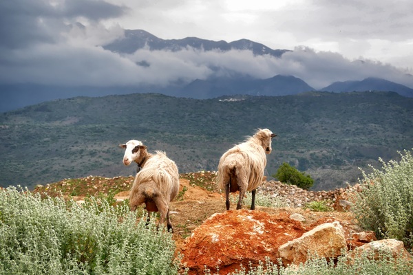 Two goats on the plateau Stock Photo