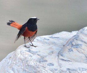 White Top Creek bird Stock Photo