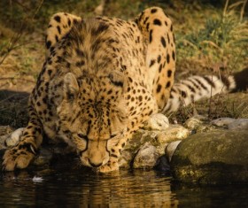 Wild cheetah drink water by the river Stock Photo