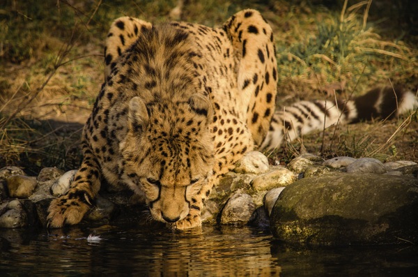 Wild cheetah drink water by the river Stock Photo