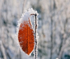 Winter frost yellow leaves Stock Photo