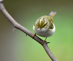 Yellow-browed Warbler Stock Photo
