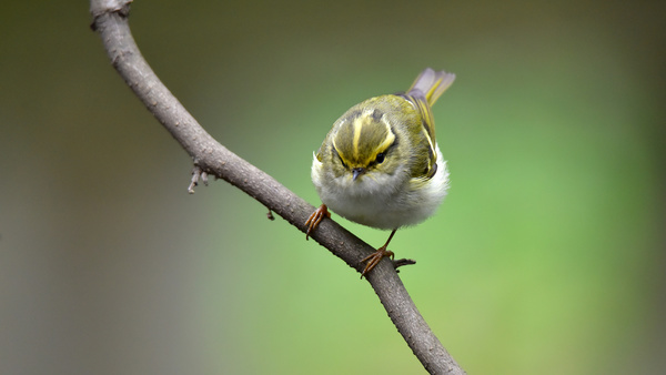 Yellow-browed Warbler Stock Photo